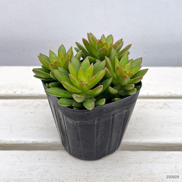 園芸ネット本店｜セダム：サンライズマム 3号ポット の通販【公式】