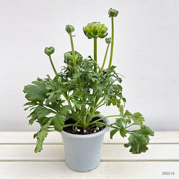 園芸ネット本店｜ラナンキュラス：ポンポン イグルー5号鉢植え の通販