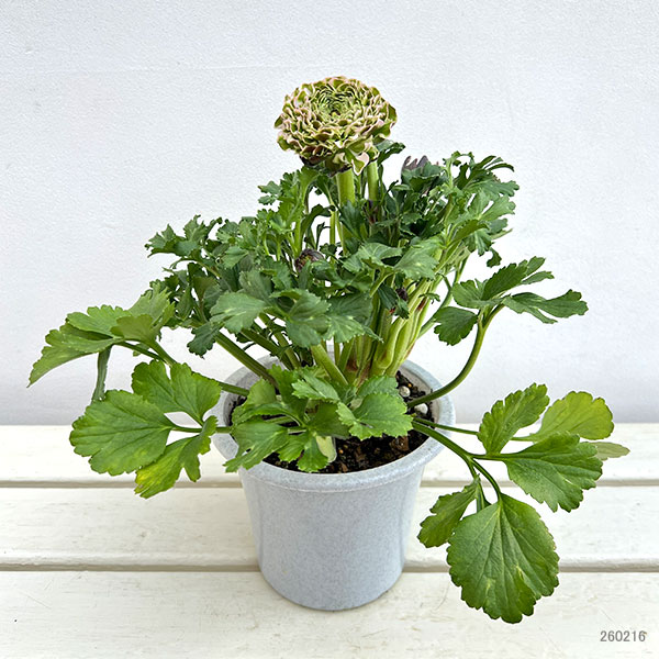 園芸ネット本店｜ラナンキュラス：ポンポン キャンディ5号鉢植え の