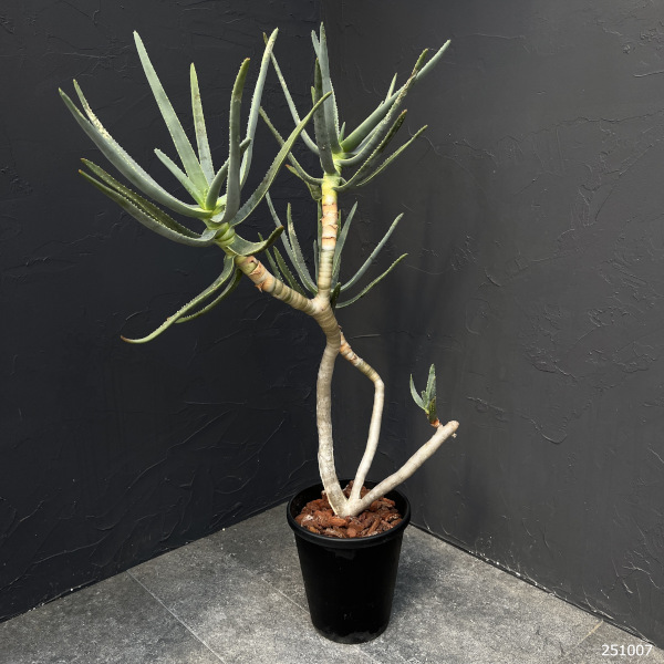 園芸ネット本店｜アロエ：ラモシシマ 6号25-02 の通販【公式】