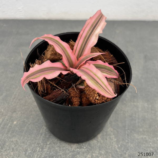 園芸ネット本店｜クリプタンサス：sp.ピーチ 3号 の通販【公式】