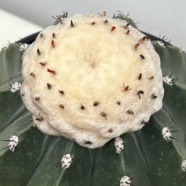 園芸ネット本店｜サボテン：メロカクタス クルビスピヌス 6号鉢植え の