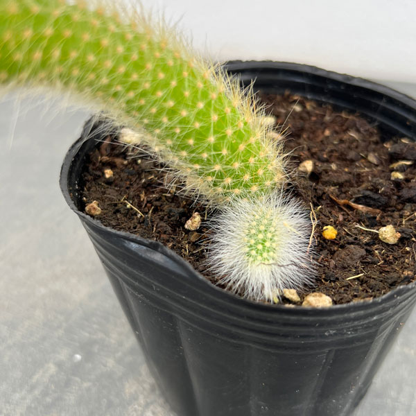 園芸ネット本店｜サボテン：金紐 3号ポット の通販【公式】