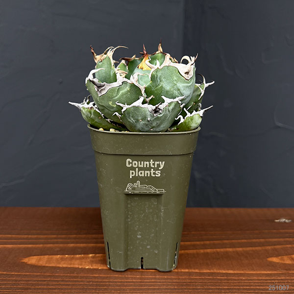 園芸ネット本店｜アガベ：チタノタ 白鯨 3号鉢植え25-04 の通販【公式】