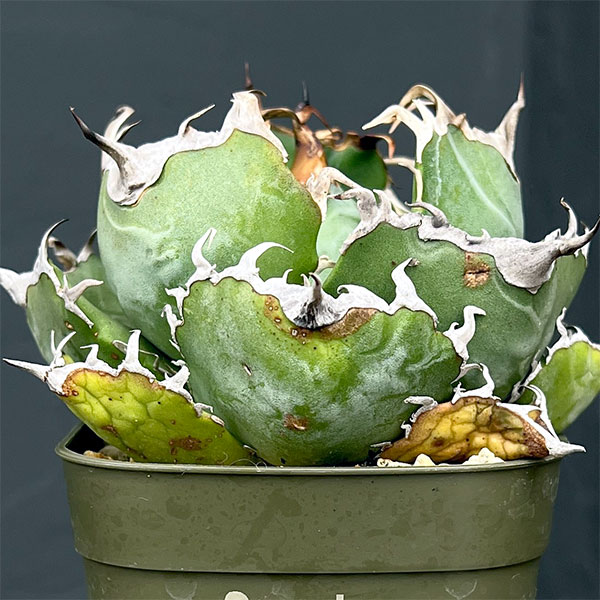 園芸ネット本店｜アガベ：チタノタ 白鯨 3号鉢植え25-01 の通販【公式】