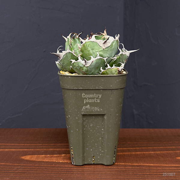 園芸ネット本店｜アガベ：チタノタ 白鯨 3号鉢植え25-06 の通販【公式】