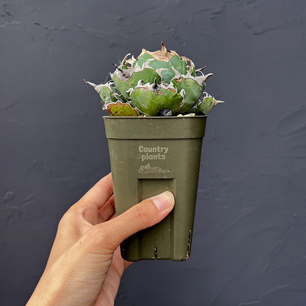 園芸ネット本店｜アガベ：チタノタ 白鯨 3号鉢植え25-05 の通販【公式】