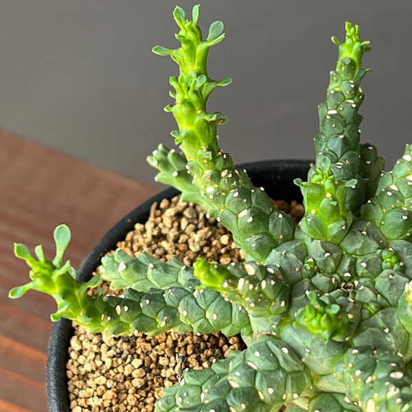 園芸ネット本店｜ユーフォルビア：ブレビラマ 実生株 2.5号鉢植え の