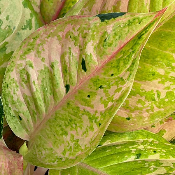 園芸ネット本店｜アグラオネマ：プラカイペットレッド 4号鉢入り の