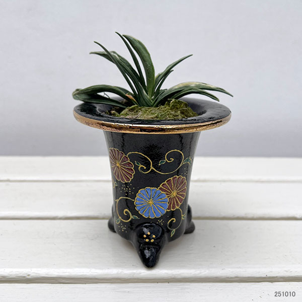 園芸ネット本店｜[ギフトに]オモト（万年青）：瑞泉（ずいせん） 3号錦