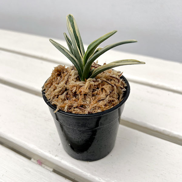 園芸ネット本店｜オモト（万年青）：麟晃冠（りんこうかん） 2.5号鉢