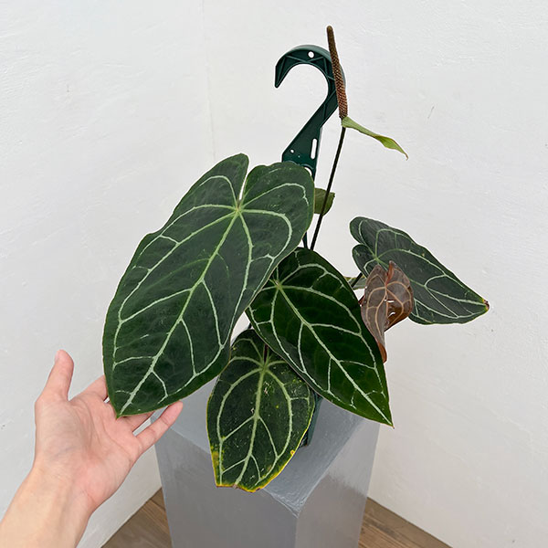 園芸ネット本店｜アンスリウム（原種）：クリスタリナムブラック