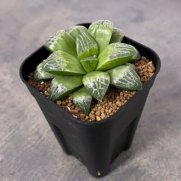 園芸ネット本店｜ハオルチア：ミニスカ（ゲラルディ×星影） 3号