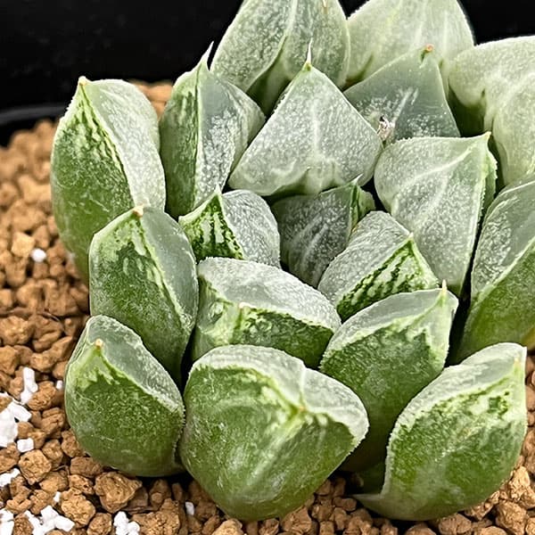 園芸ネット本店｜ハオルチア：ラブハート（ハート型の特白窓）3号