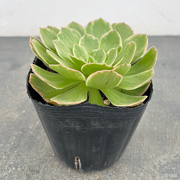 園芸ネット本店｜アエオニウム：ハロウィン錦 3.5号ポット の通販【公式】