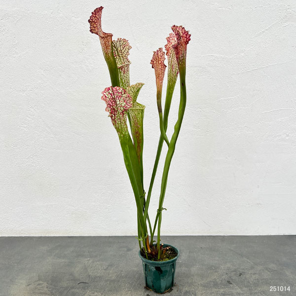 園芸ネット本店｜サラセニア：HFC-202502-020 3号ポット の通販【公式】