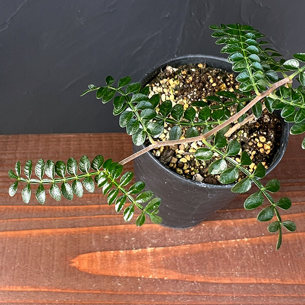 園芸ネット本店｜オペルクリカリア：パキプス（実生） 3号 の通販【公式】