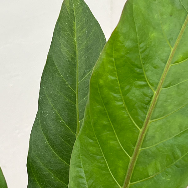 園芸ネット本店｜アンスリウム：ジャングルキング 5号ポット の通販