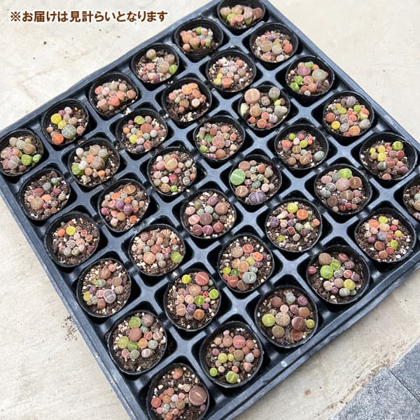 園芸ネット本店｜リトープス：カラフルミックス 2号ポット 3株セット