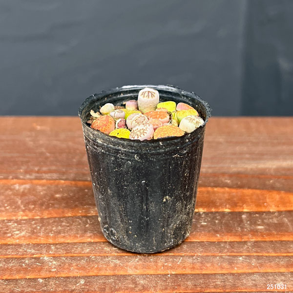 園芸ネット本店｜リトープス：カラフルミックス 2号ポット 3株セット