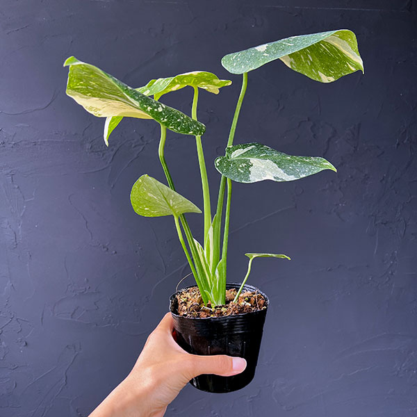 園芸ネット本店｜モンステラ：タイコンステレーション（矮性選抜株）3