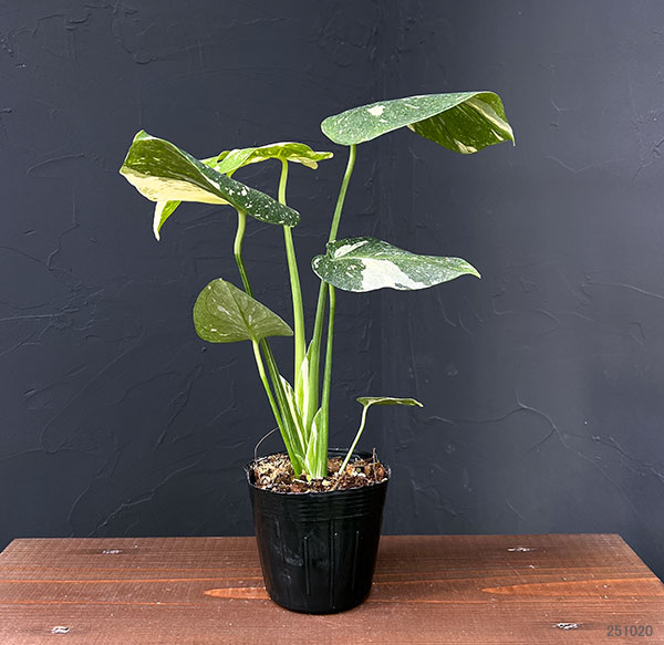 園芸ネット本店｜モンステラ：タイコンステレーション（矮性選抜株）3