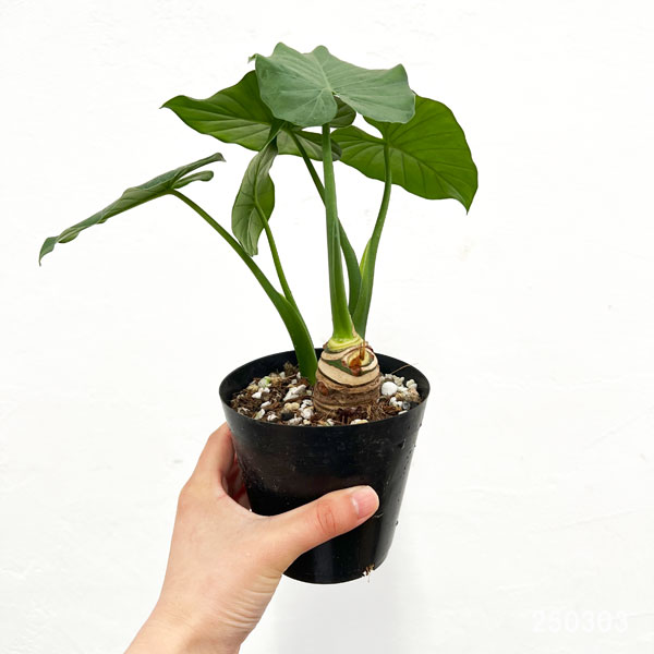 園芸ネット本店｜クワズイモ 4号鉢植え* の通販【公式】