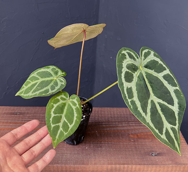 園芸ネット本店｜（わけあり特価）アンスリウム（原種）：マグニフィカ