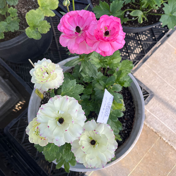 園芸ネット本店｜ラナンキュラス：ラックス ペネロペ3.5-4号ポット* の