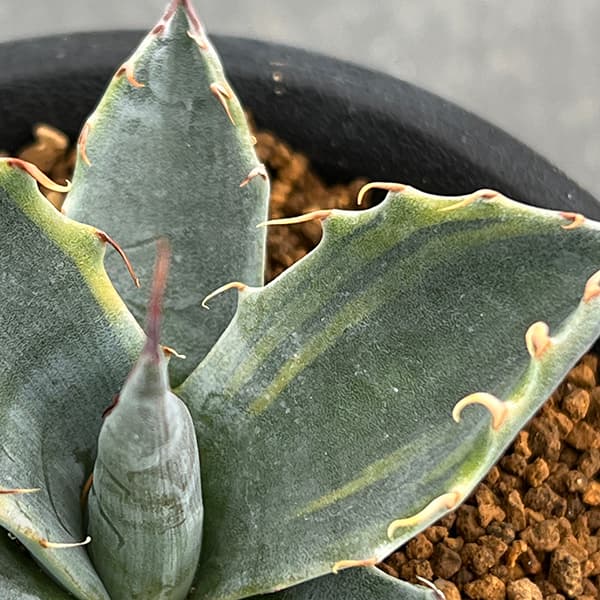 園芸ネット本店｜アガベ ：パラサナ ファイヤーボール 3号ポット の