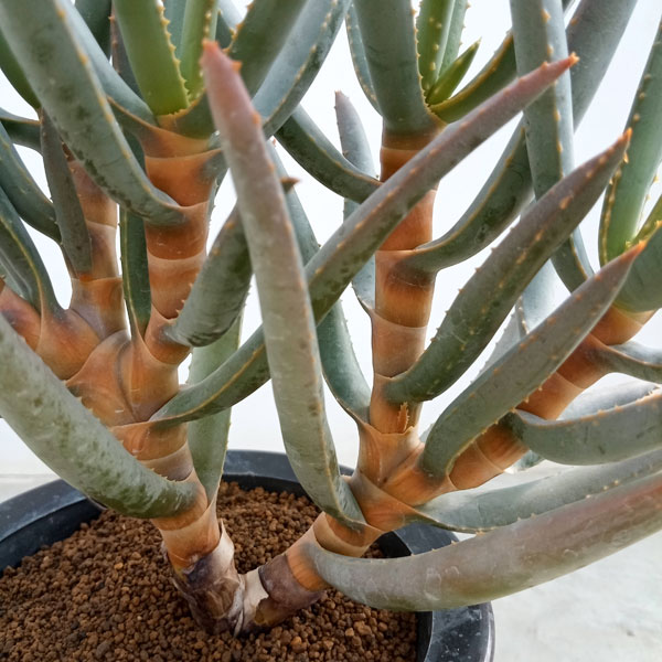 園芸ネット本店｜[ザ・ファームセレクト]アロエ：ラモシシマ（多分枝