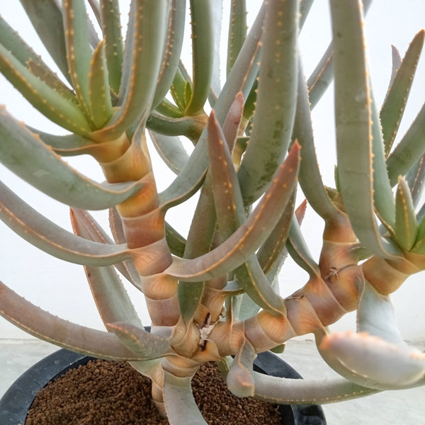 園芸ネット本店｜アロエ：ラモシシマ 5.5号ロング鉢 の通販【公式】