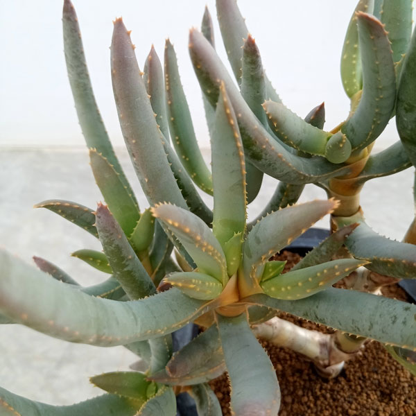 園芸ネット本店｜[ザ・ファームセレクト]アロエ：ラモシシマ（多分枝