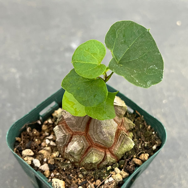 園芸ネット本店｜ディオスコレア（亀甲竜）：エレファンティペス