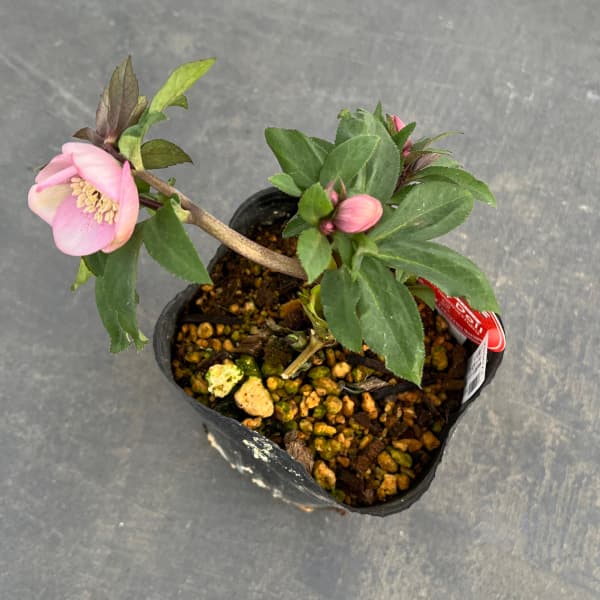 園芸ネット本店｜横山園芸さんのクリスマスローズ：プチドール25-02
