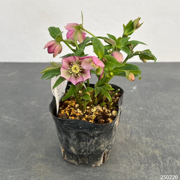 園芸ネット本店｜横山園芸さんのクリスマスローズ：プチドール25-01