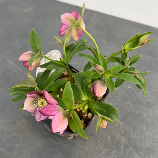 園芸ネット本店｜横山園芸さんのクリスマスローズ：プチドール25-01