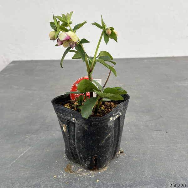 園芸ネット本店｜横山園芸さんのクリスマスローズ：プチドール25-10