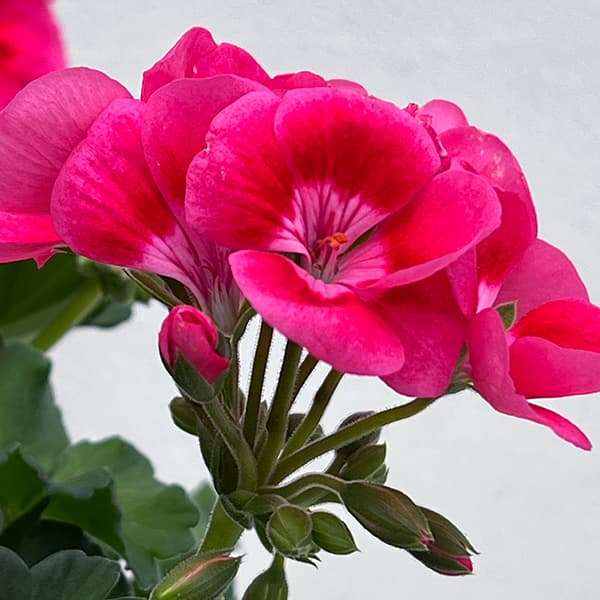 園芸ネット本店｜ゼラニウム：プリティリトルピンク5号鉢植え の通販