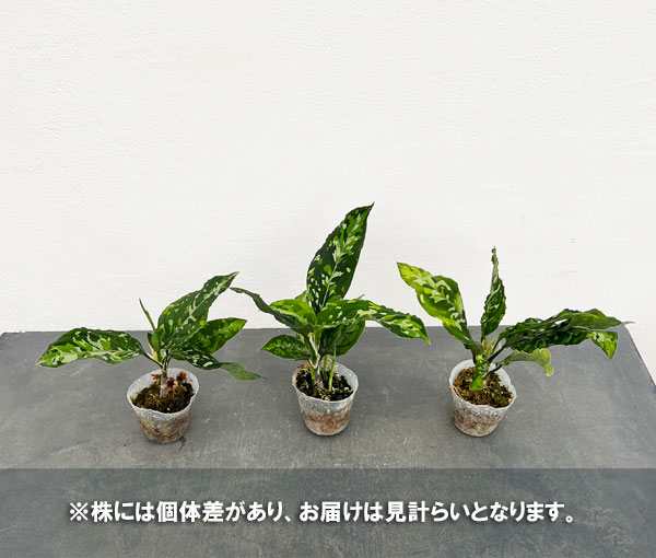 園芸ネット本店｜アグラオネマ：ピクタム（ワイドフォーム） 2.5号