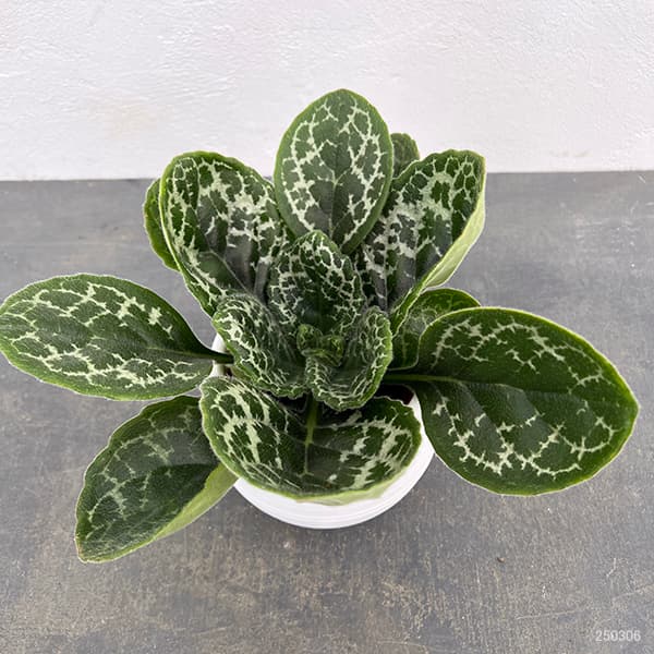 園芸ネット本店｜ストレプトカーパス：プリティタートル5号ポット の