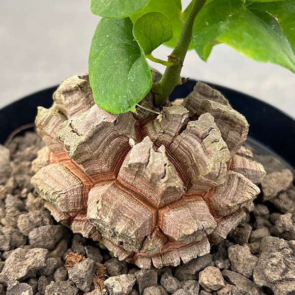 園芸ネット本店｜[ザ・ファームセレクト]ディオスコレア（亀甲竜