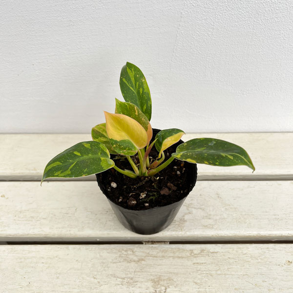 園芸ネット本店｜フィロデンドロン：グリーンコンゴ バリエガータ 2.5