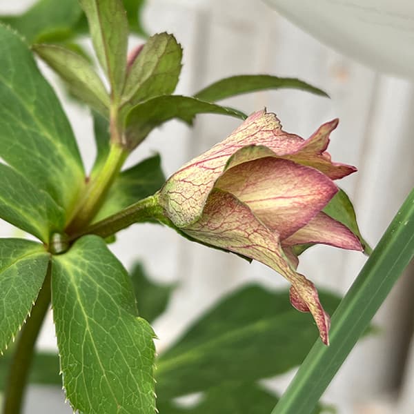 園芸ネット本店｜花郷園さんのクリスマスローズ：25-38パピエ／4.5号