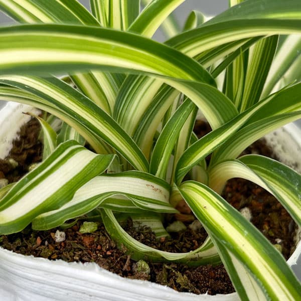 園芸ネット本店｜[26年4月上旬予約]オリヅルラン：ボニー2.5号ポット