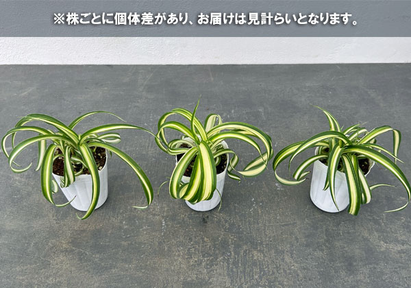 園芸ネット本店｜[26年4月上旬予約]オリヅルラン：ボニー2.5号ポット