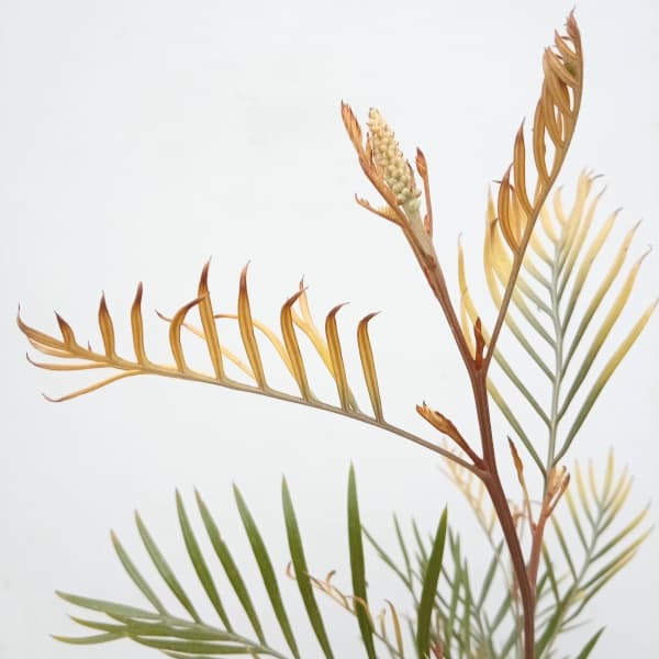 園芸ネット本店｜グレビレア：カランドラジェム6号鉢植え の通販【公式】