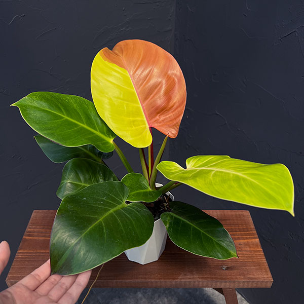 園芸ネット本店｜フィロデンドロン：イエローフレーム 4号鉢入り25-03