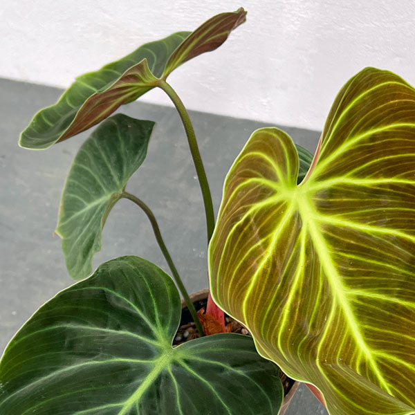 園芸ネット本店｜フィロデンドロン：ジュベナイル エル チョコ レッド