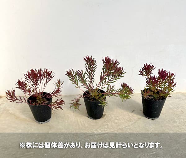 園芸ネット本店｜リューカデンドロン：チェーキー 5号鉢植え の通販